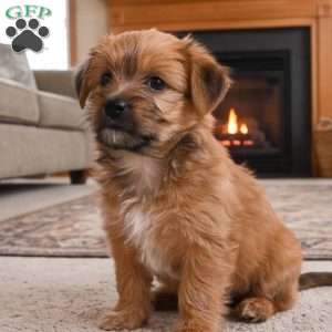 Ace, Morkie / Yorktese Puppy